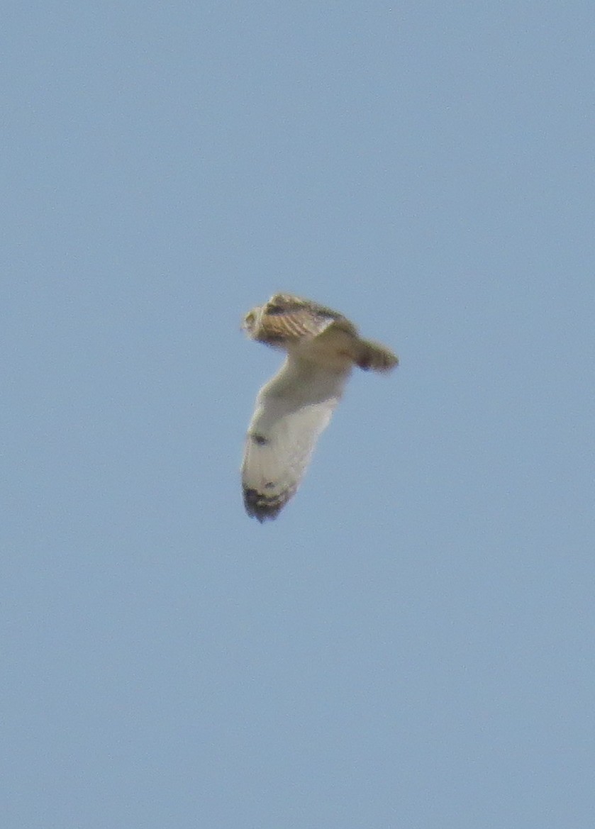 Short-eared Owl - ahmad mohammadi ravesh