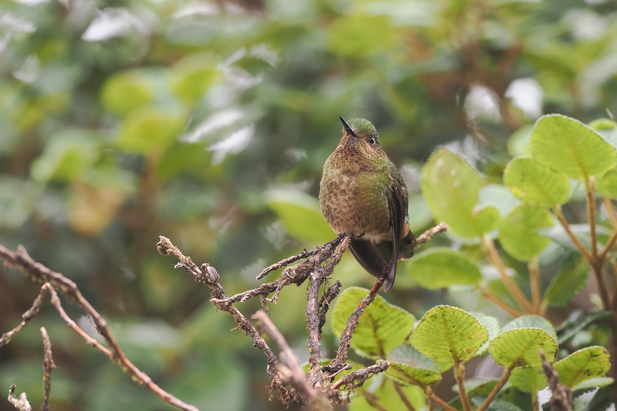 kolibřík rudohrdlý - ML615663710