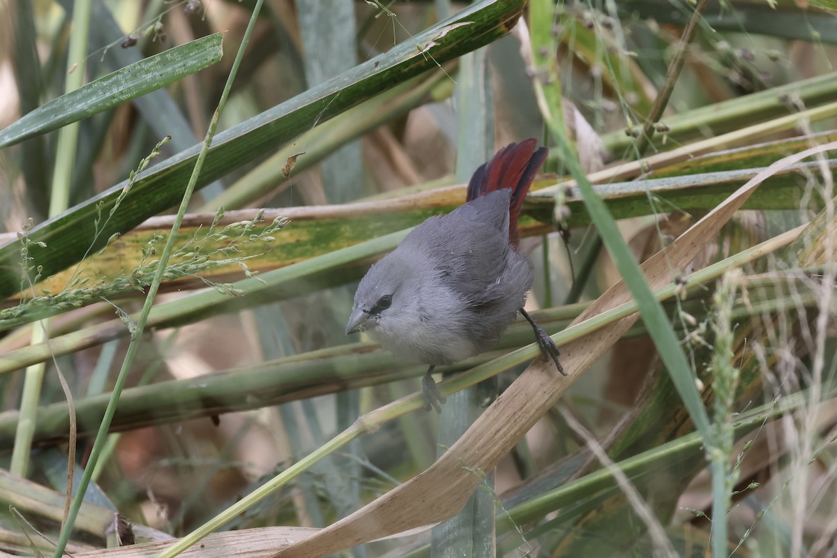 Lavender Waxbill - ML615663723