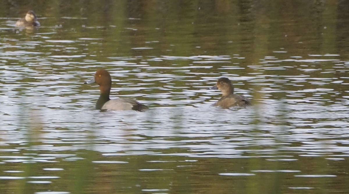 Redhead - ML615663728