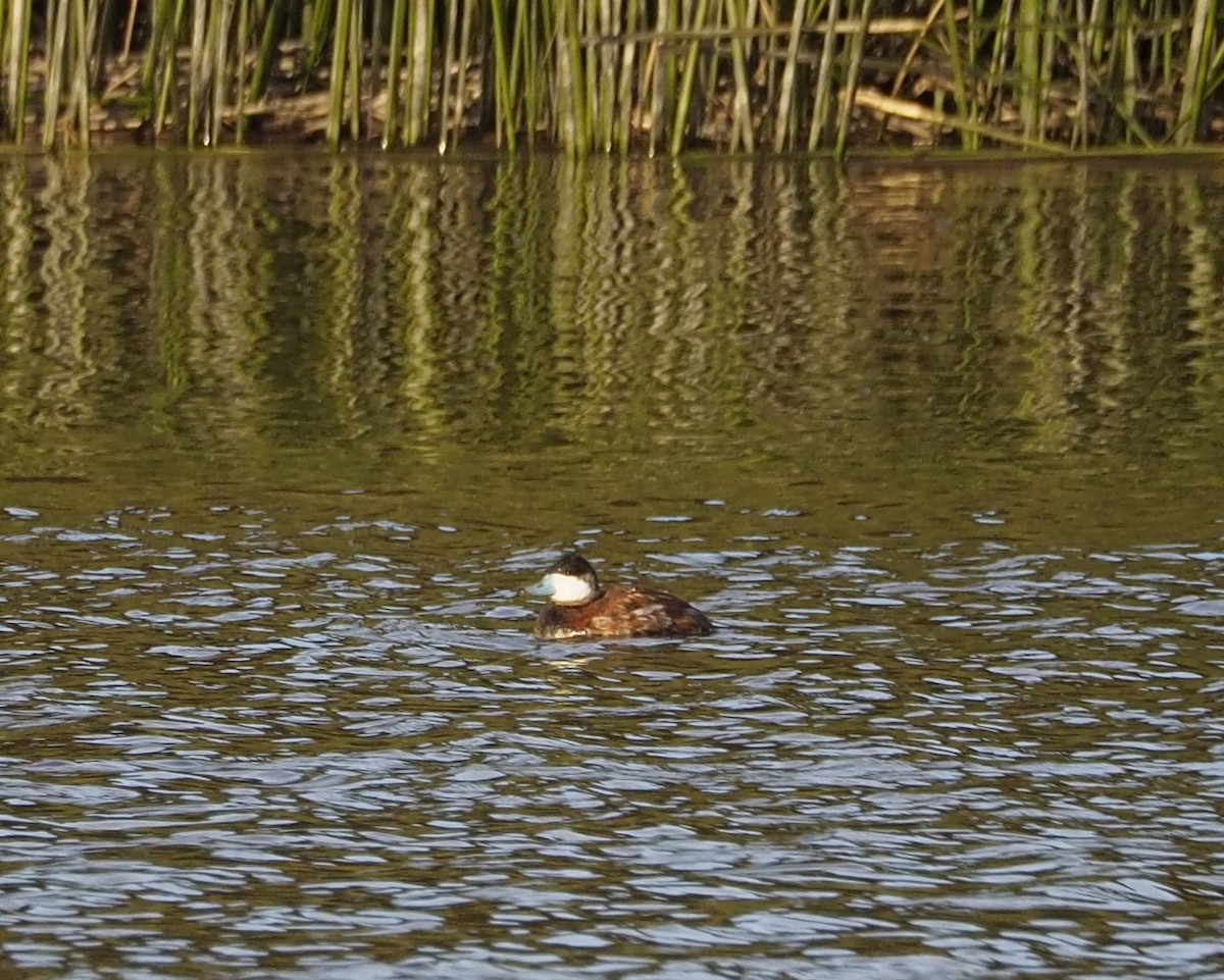Ruddy Duck - ML615663731