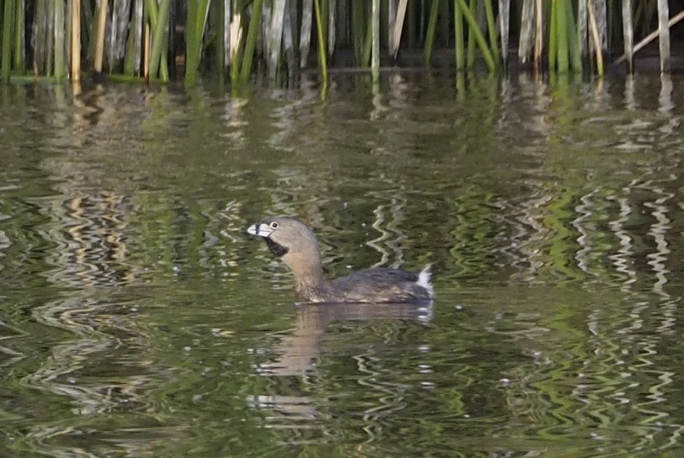Pied-billed Grebe - ML615663734