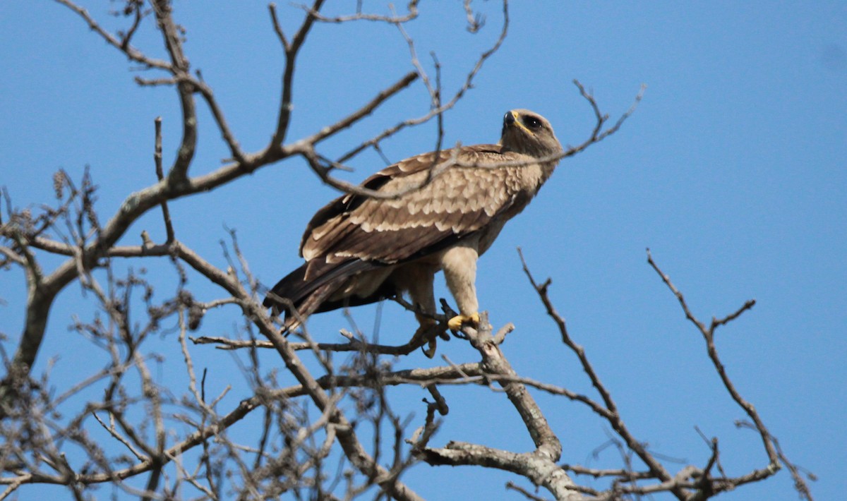 Águila Rapaz - ML615663735