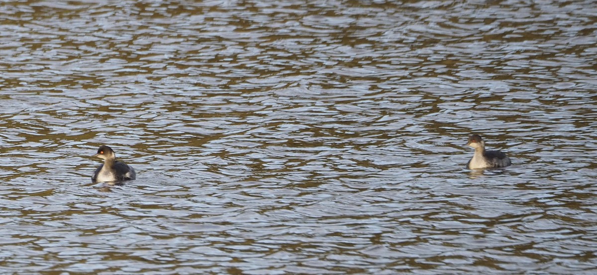 Eared Grebe - ML615663738