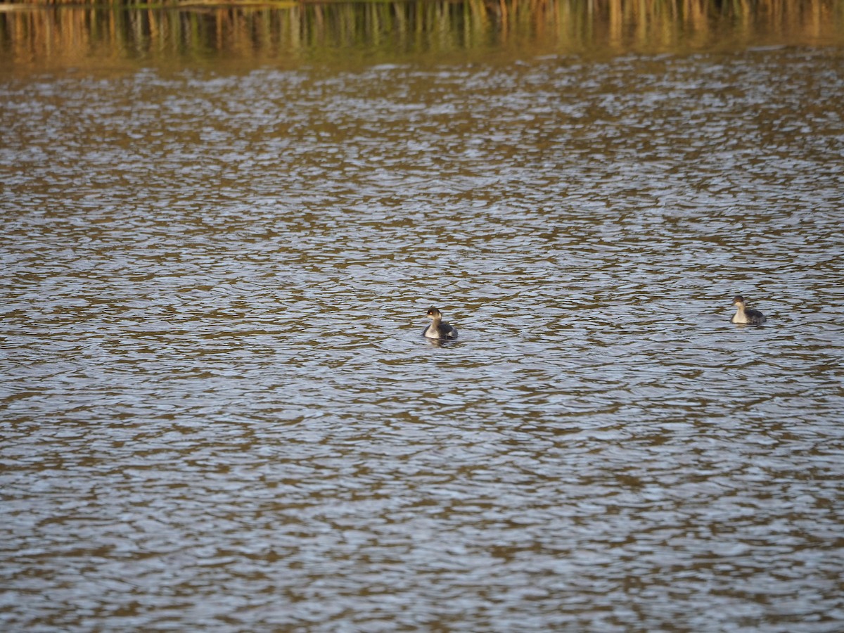 Eared Grebe - ML615663739