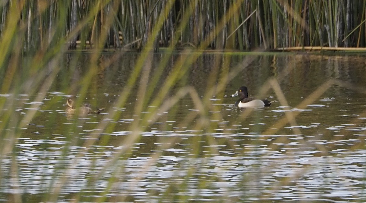 Ring-necked Duck - ML615663780