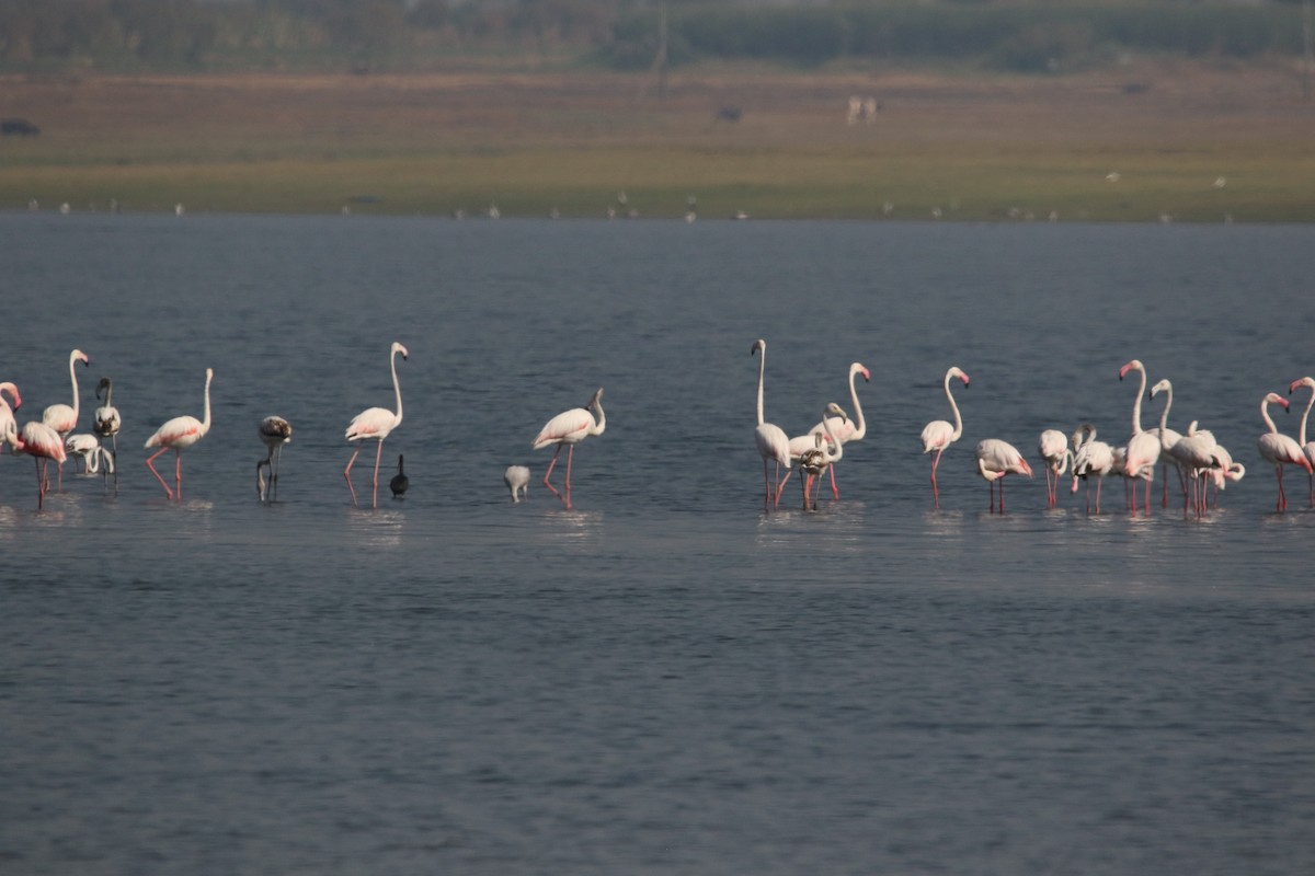 Greater Flamingo - Hrishikesh Karandikar