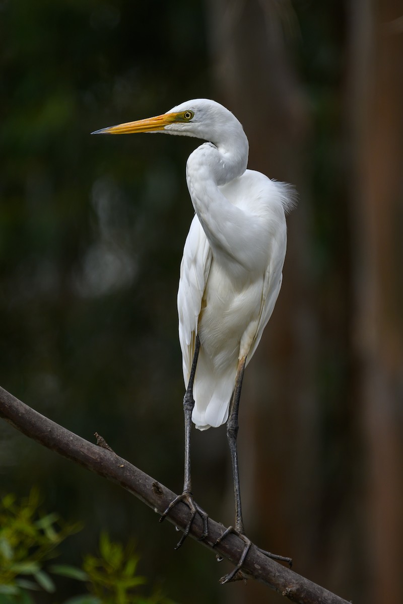 Great Egret - ML615663792