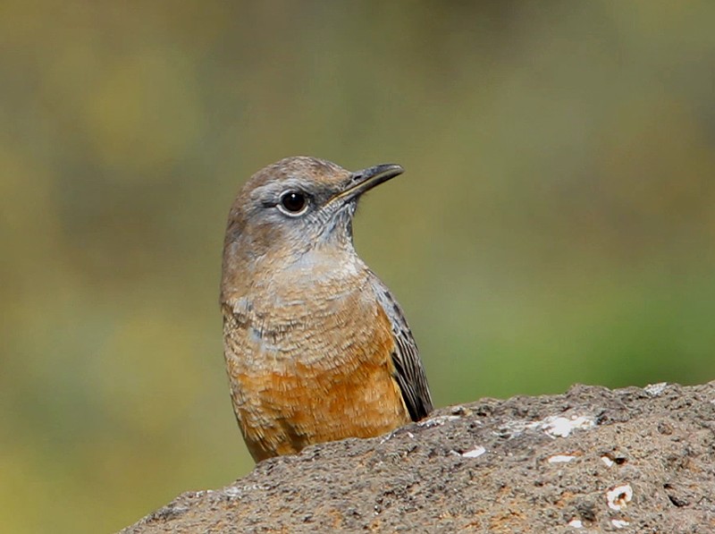 Sentinel Rock-Thrush - ML615663817