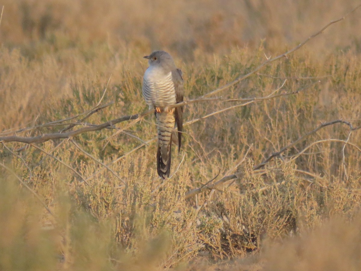 Common Cuckoo - ML615663819