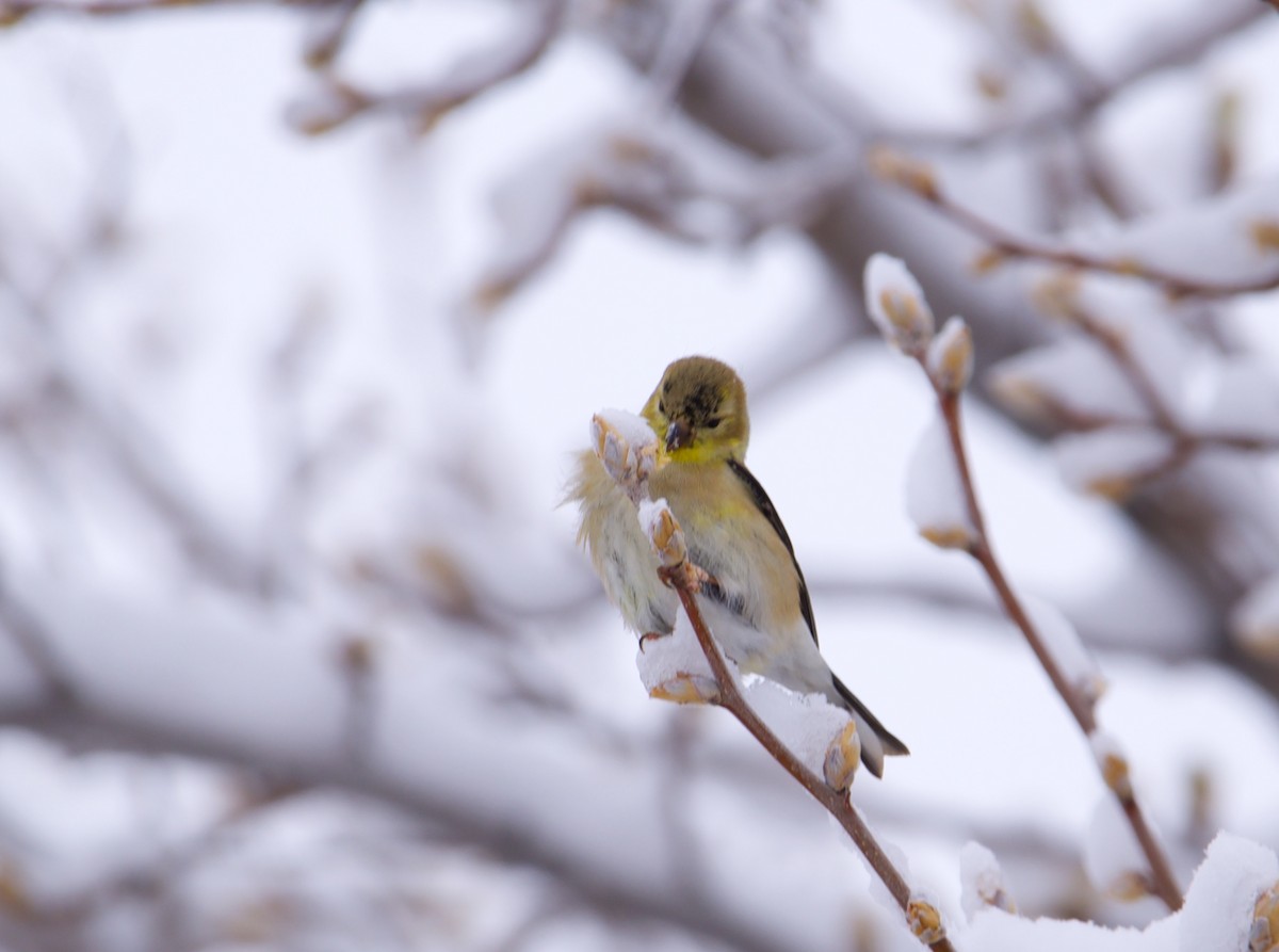 American Goldfinch - ML615663833