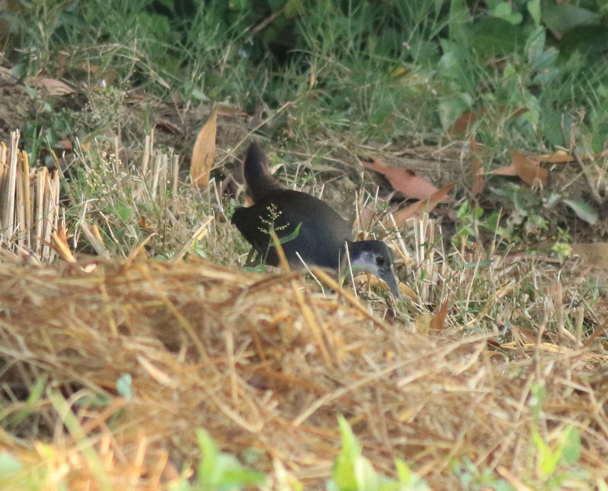 White-breasted Waterhen - ML615663839