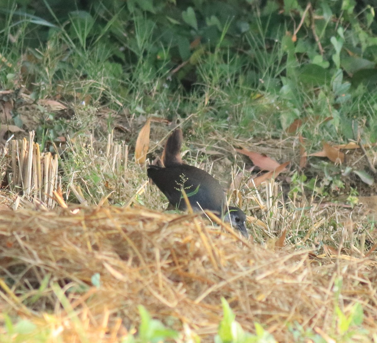 White-breasted Waterhen - ML615663843