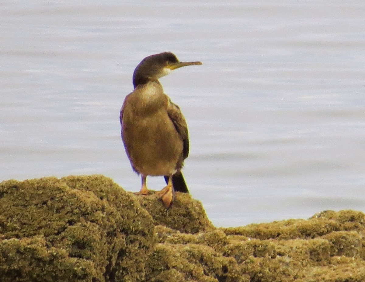 Cormorán Moñudo - ML615663895