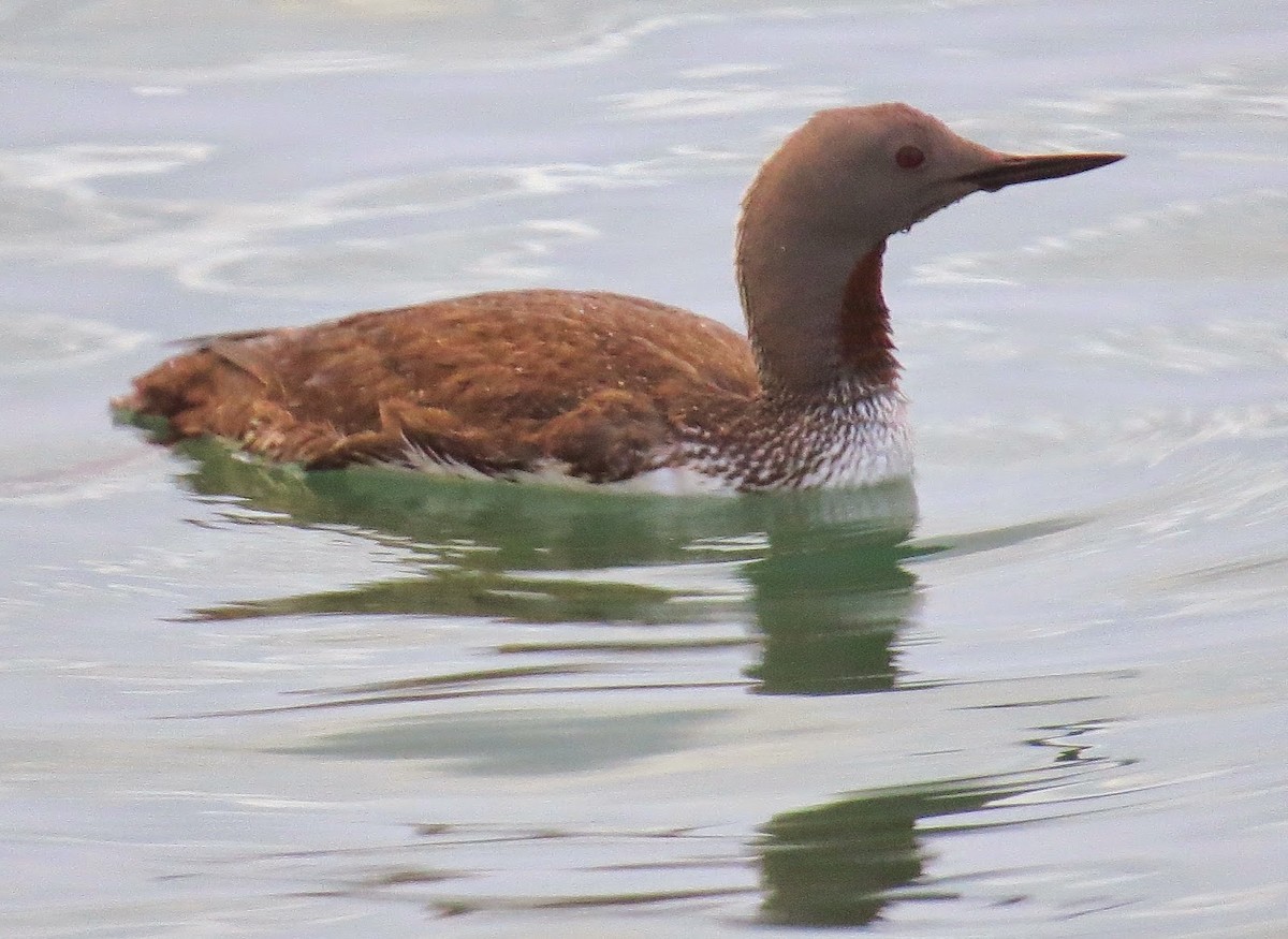 Red-throated Loon - Andrew Collins