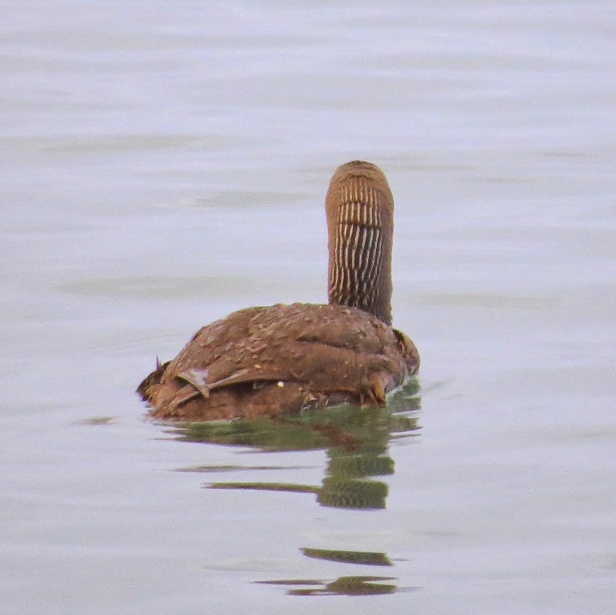 Red-throated Loon - ML615663907