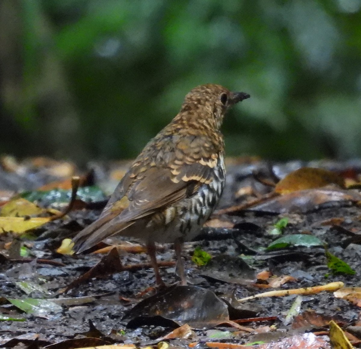 Bassian/Russet-tailed Thrush - ML615663930