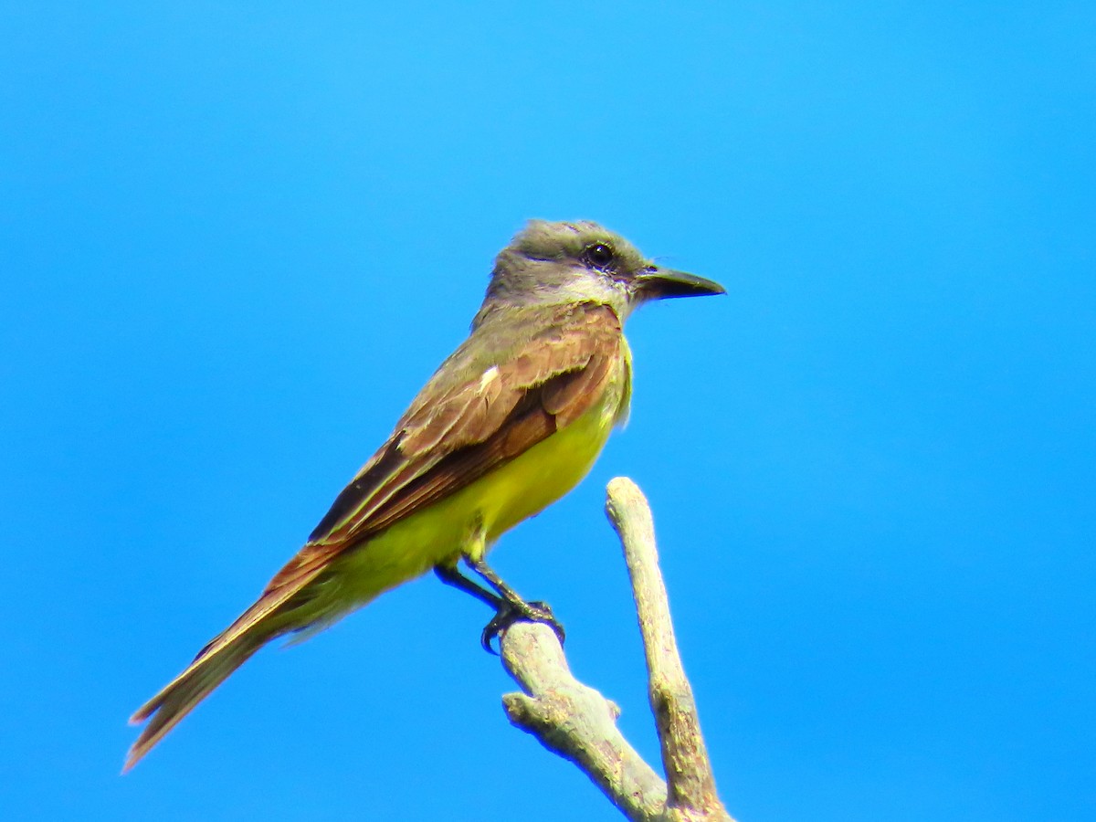 Tropical Kingbird - ML615664003