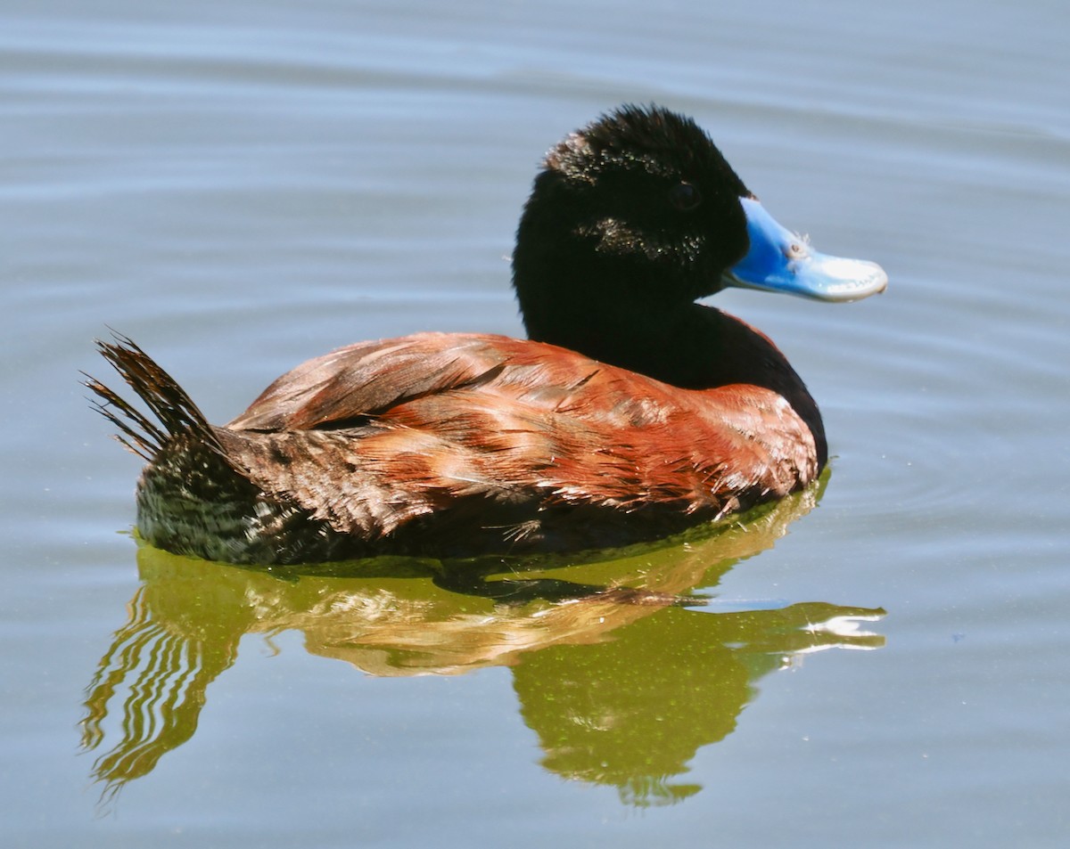 Blue-billed Duck - Ken Glasson