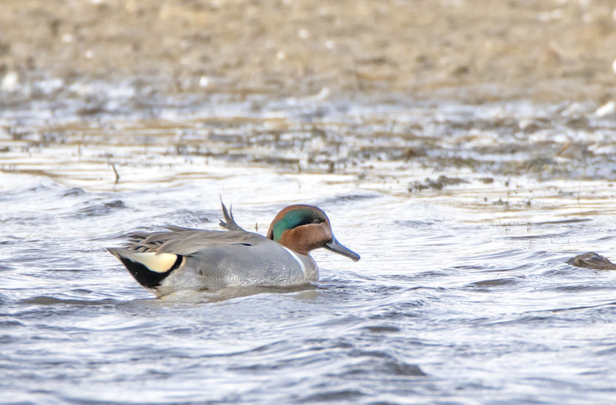 Green-winged Teal - ML615664082