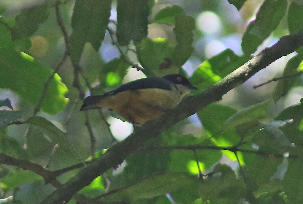 Sharpe's Starling - ML615664096