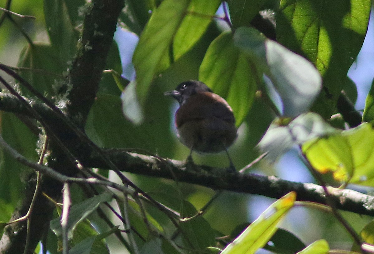 Rwenzori Hill Babbler - ML615664144