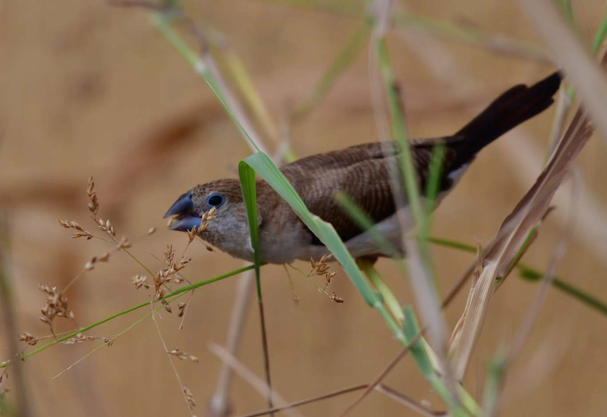 African Silverbill - Özgür Ekincioğlu