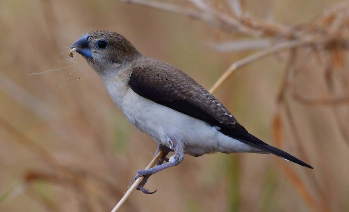 African Silverbill - Özgür Ekincioğlu