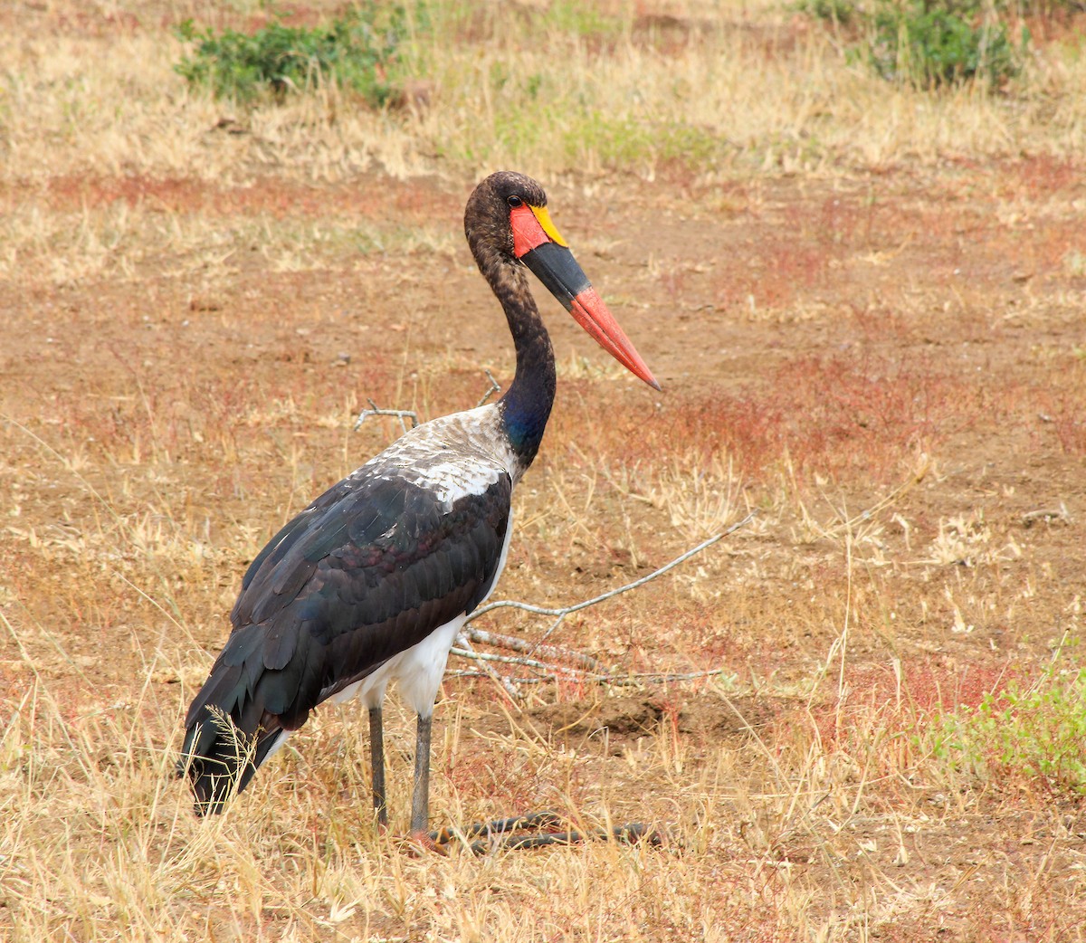 Jabirú Africano - ML615664225