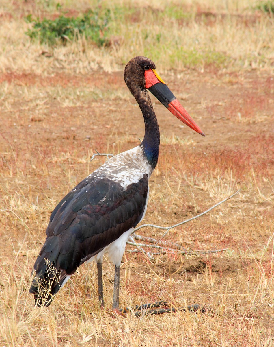 Jabirú Africano - ML615664226