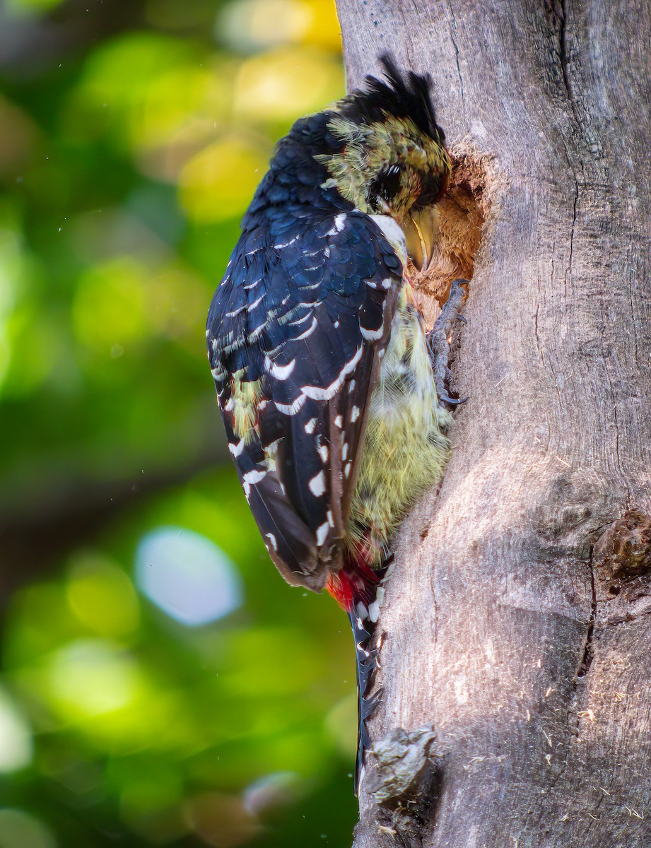 Crested Barbet - ML615664238