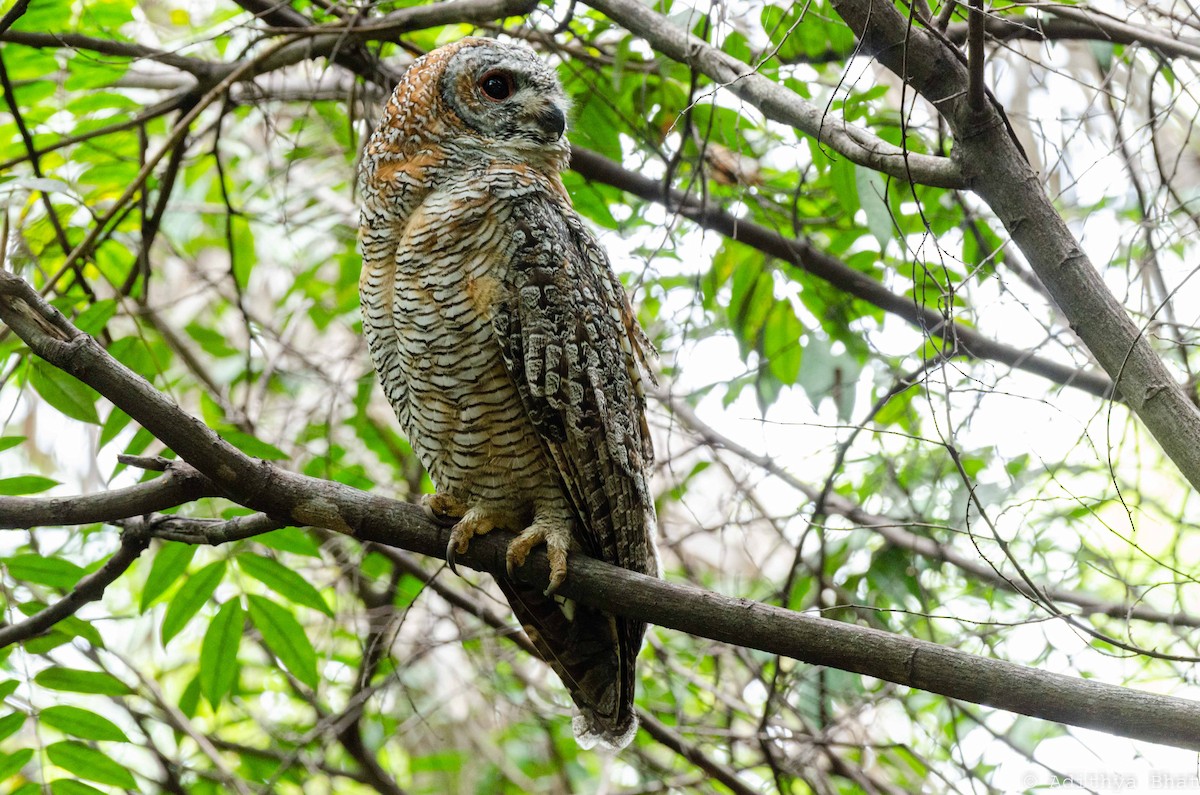 Mottled Wood-Owl - Adithya Bhat