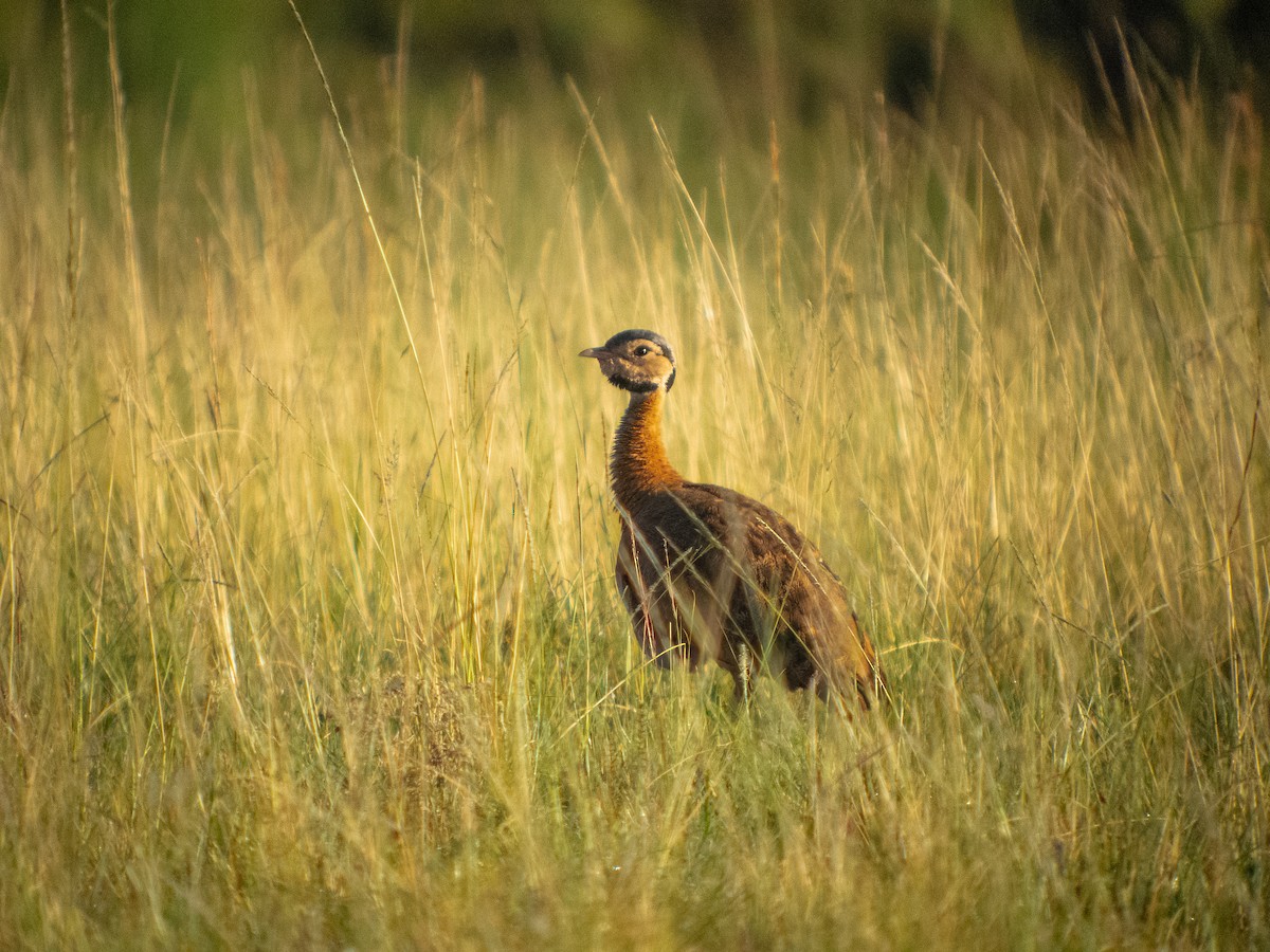 White-bellied Bustard (Barrow's) - ML615664267