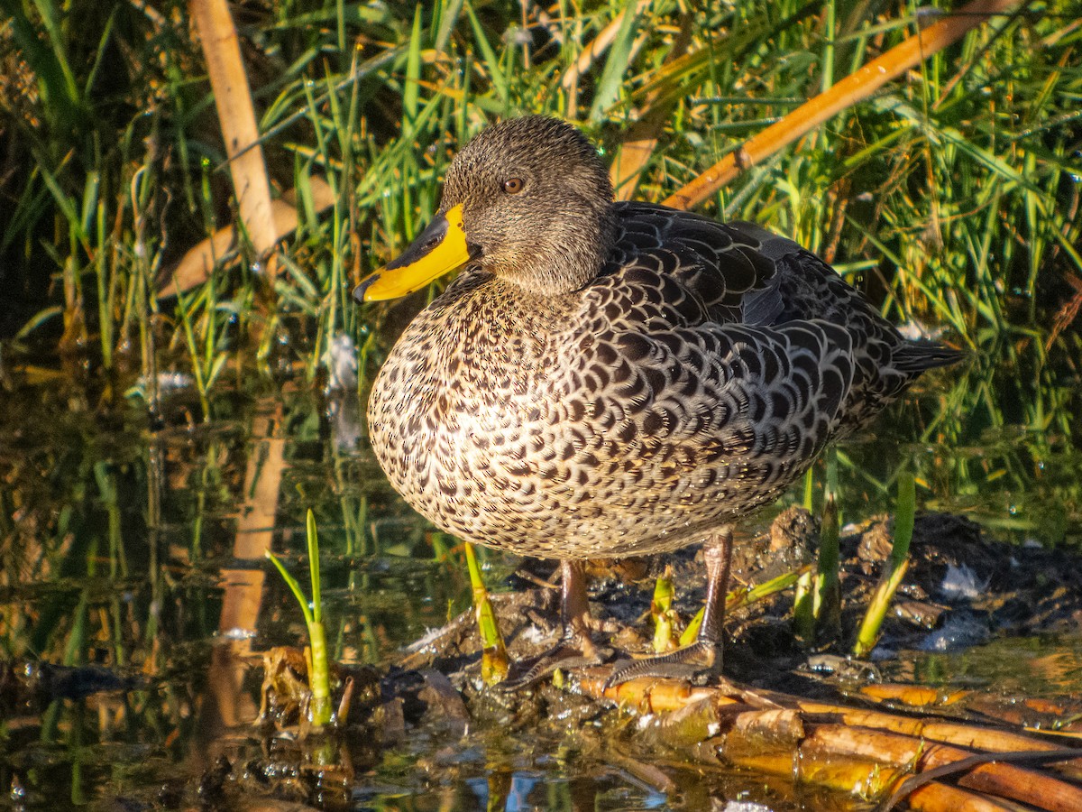 Yellow-billed Duck - ML615664276