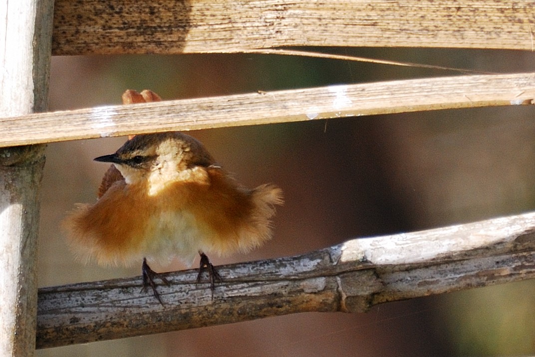 Cinnamon Bracken-Warbler - ML615664278