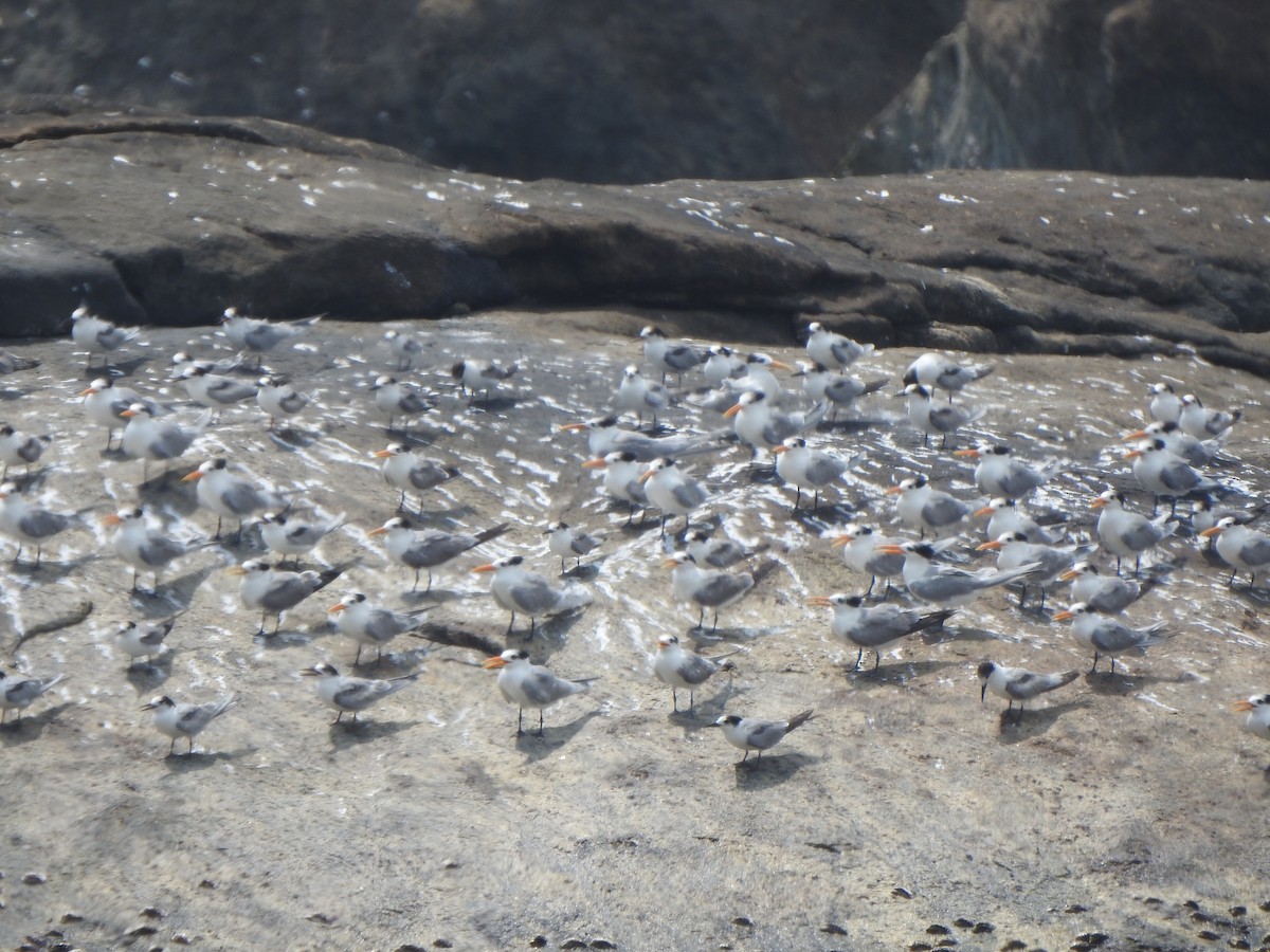 Lesser Crested Tern - ML615664279