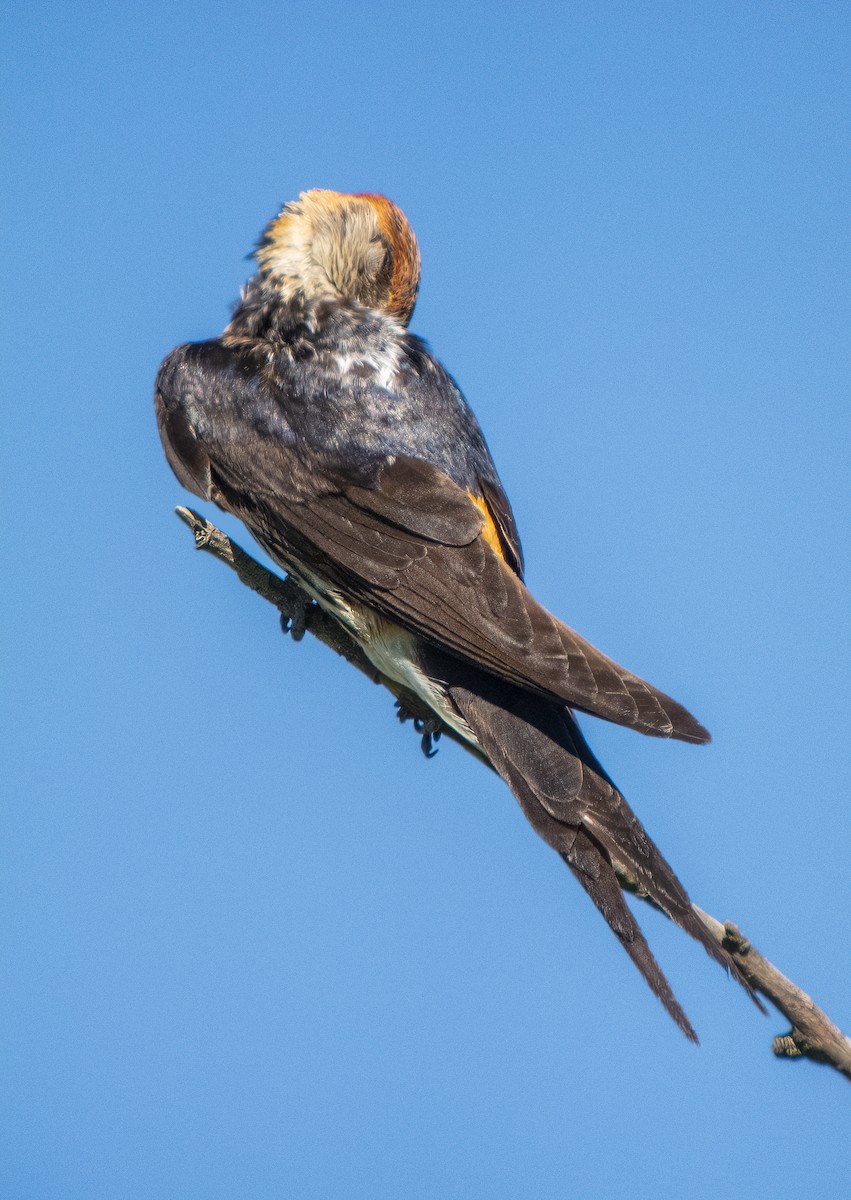 Greater Striped Swallow - Martin  Flack