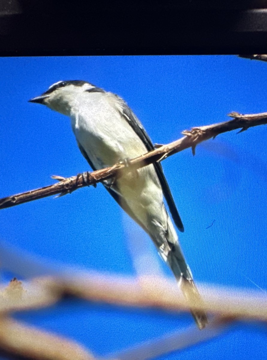 Minivet Ceniciento - ML615664311