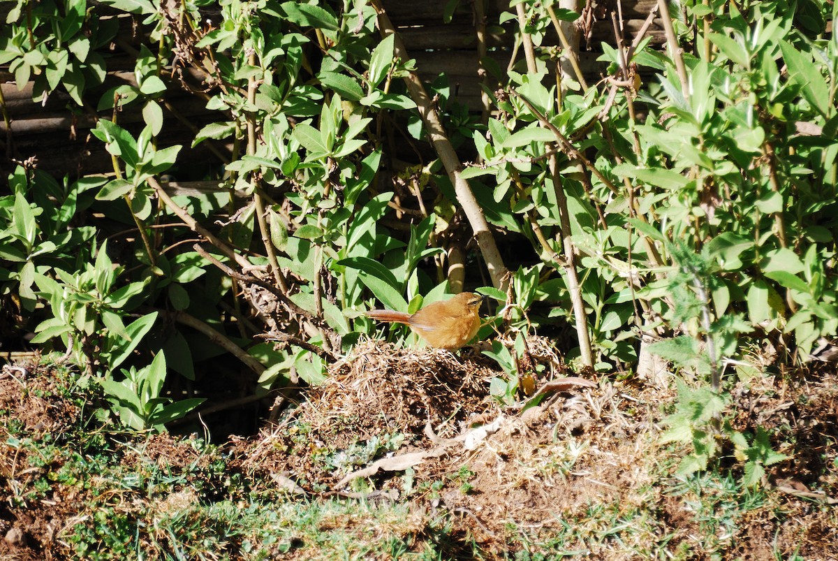 Cinnamon Bracken-Warbler - ML615664316