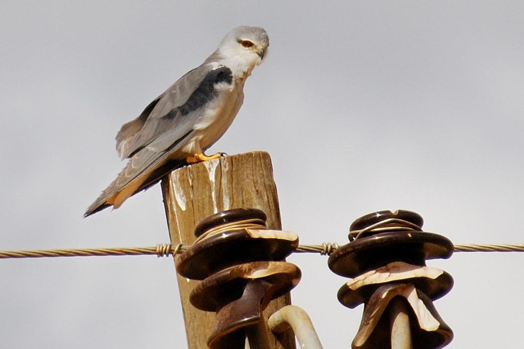 Black-winged Kite - ML615664318