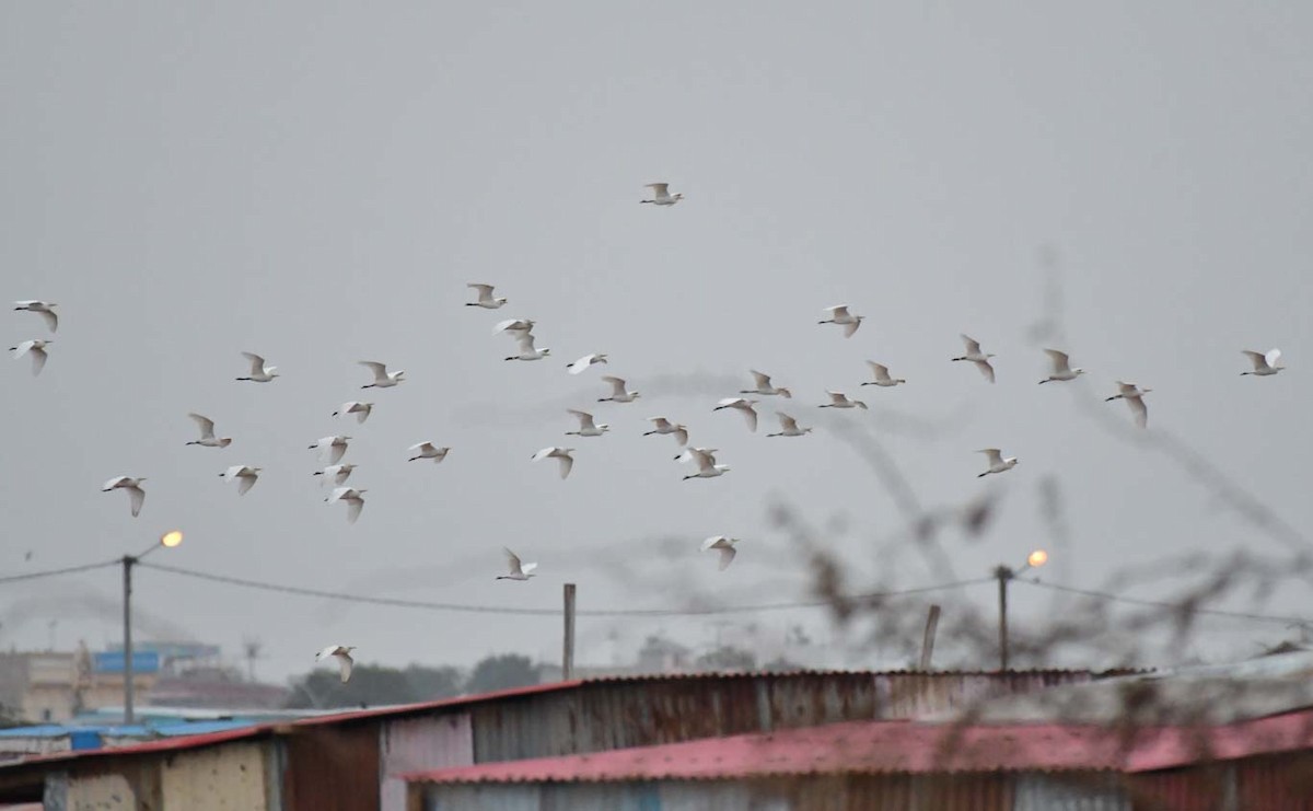 Western Cattle-Egret - ML615664353