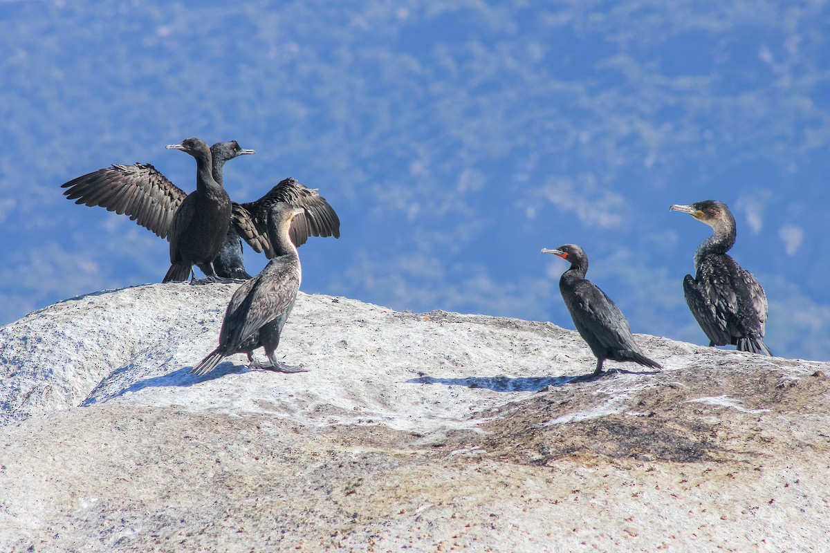 Cape Cormorant - Martin  Flack