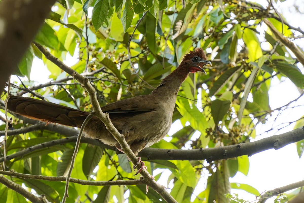 Variable Chachalaca - ML615664381