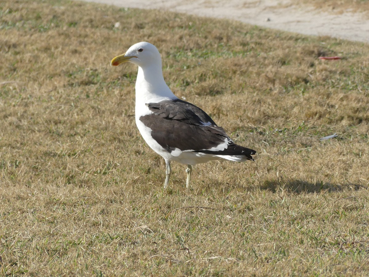 Kelp Gull - Guy RUFRAY