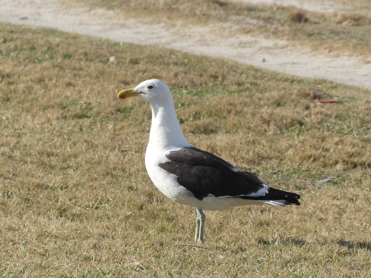 Kelp Gull - ML615664397