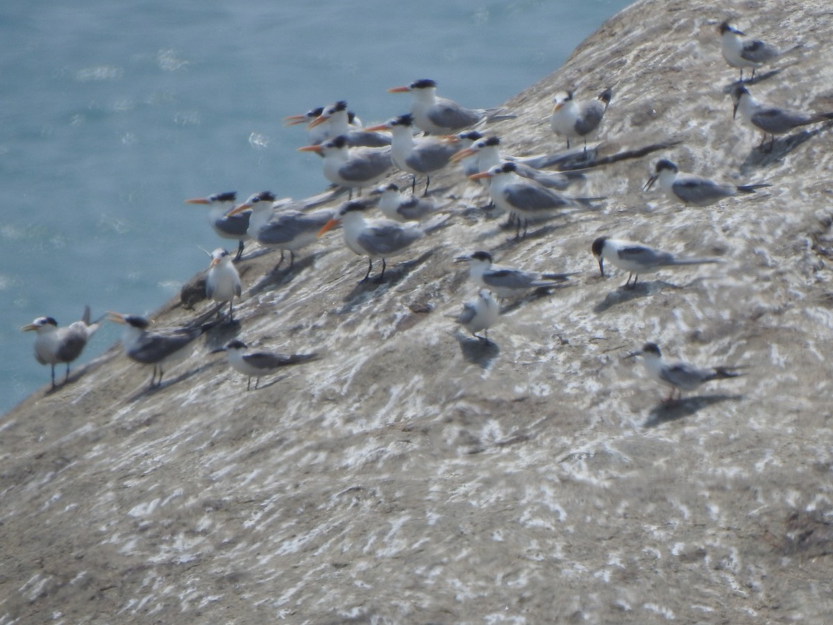 Lesser Crested Tern - ML615664421