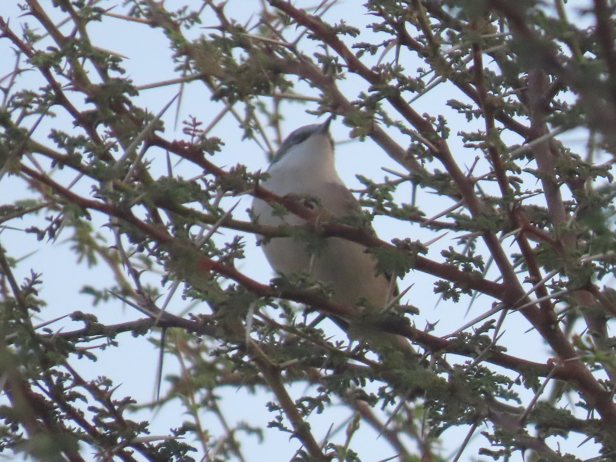 Lesser Whitethroat - Ute Langner