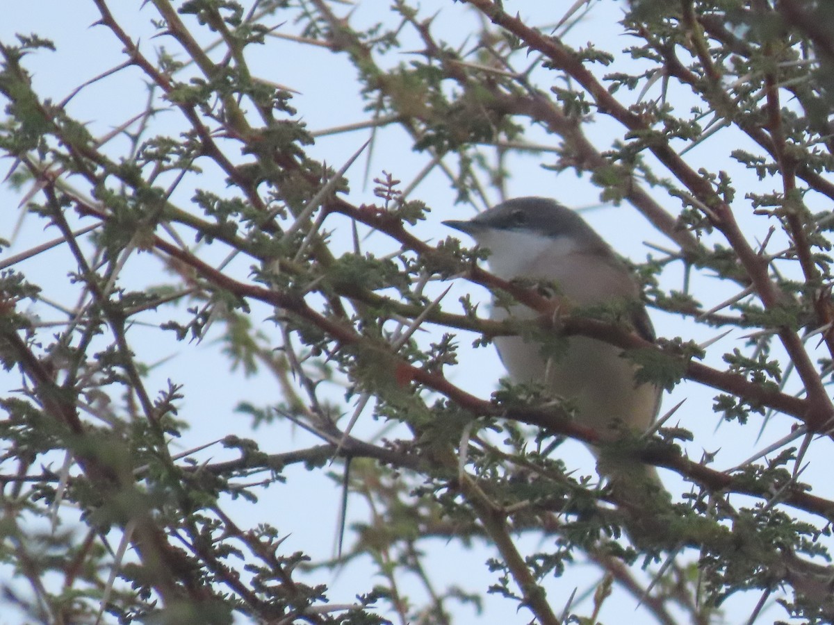 Lesser Whitethroat - ML615664442