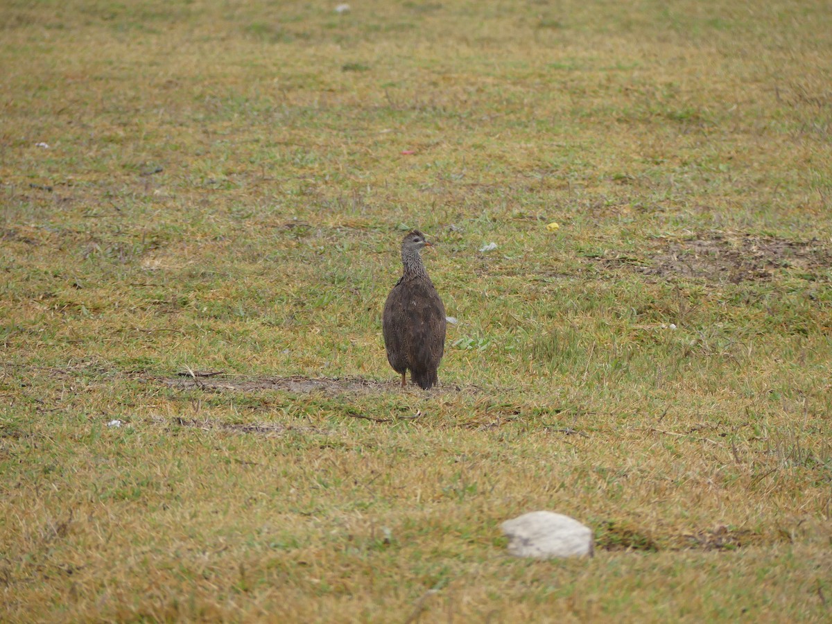 Cape Spurfowl - ML615664465