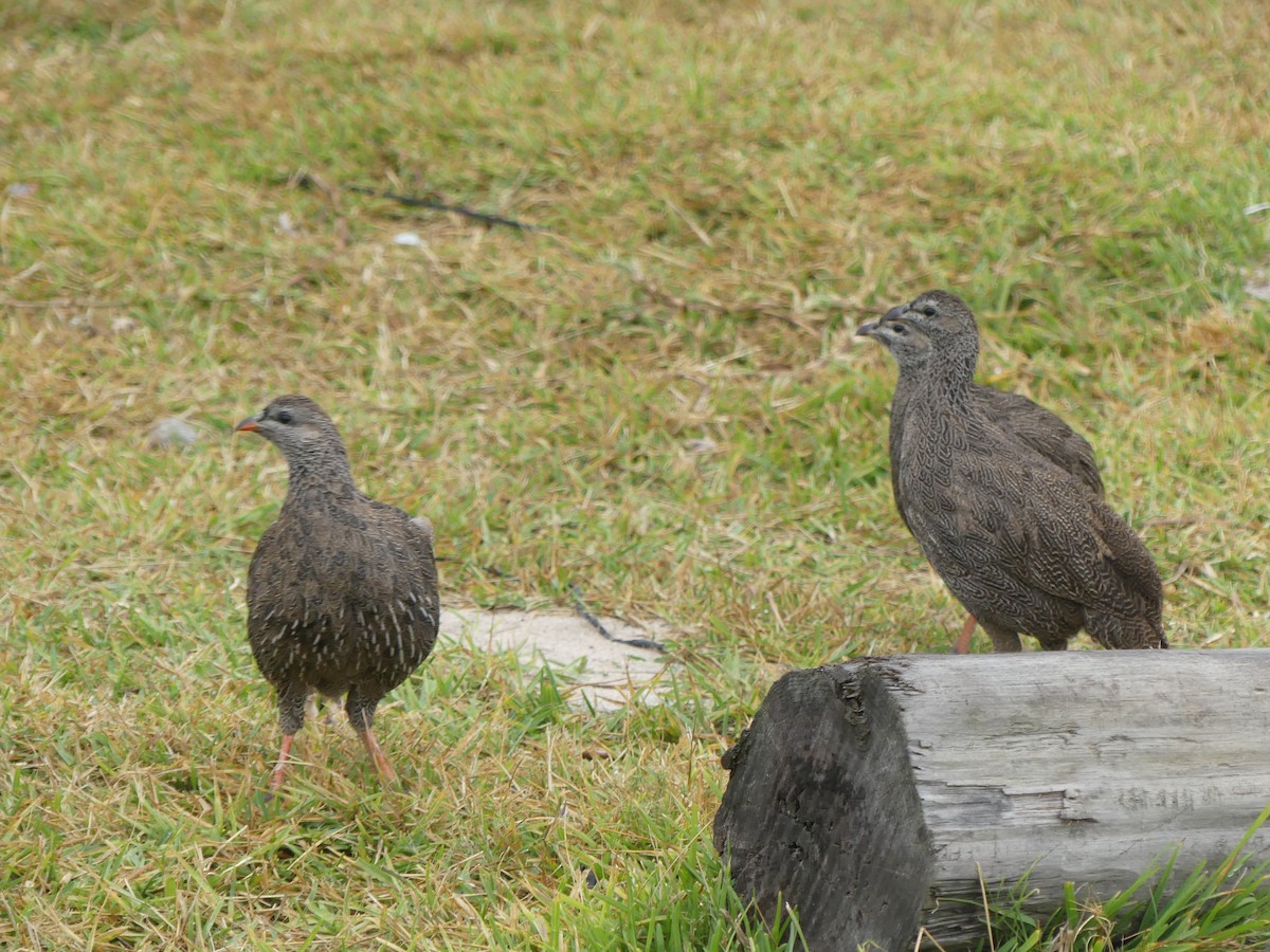 Cape Spurfowl - ML615664466